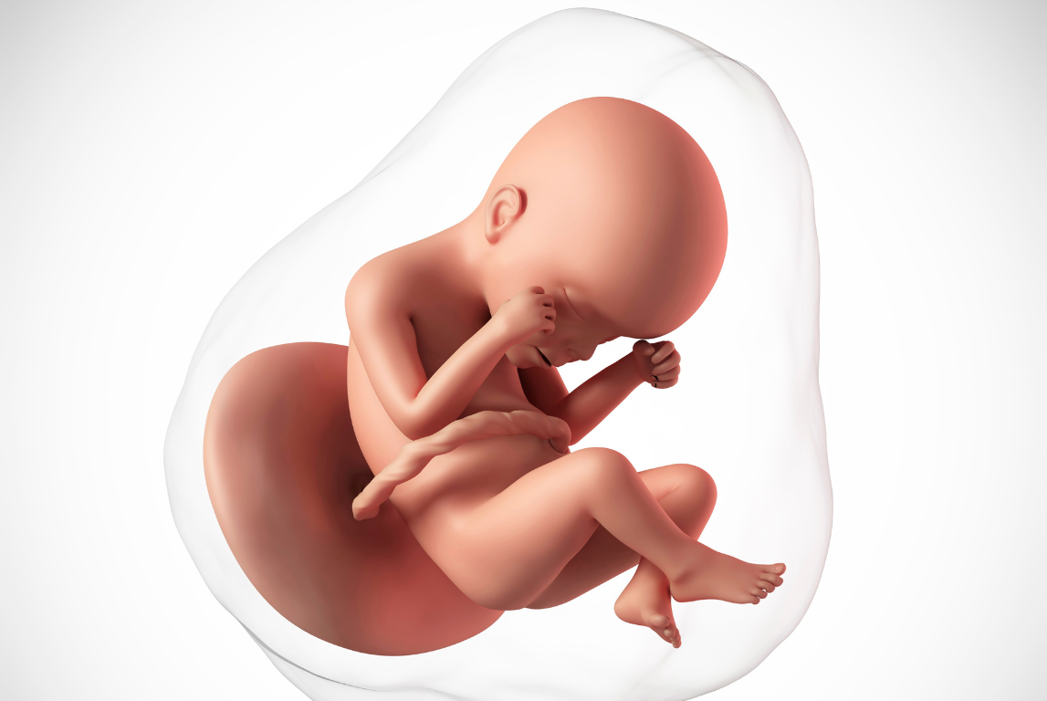 Ilustrasi janin di dalam rahim yang dikelilingi air ketuban sebagai pelindung selama kehamilan.